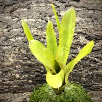 Medium Neoregelia Bromeliad - Golden Chalice