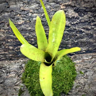 Medium Neoregelia Bromeliad - Golden Chalice top view