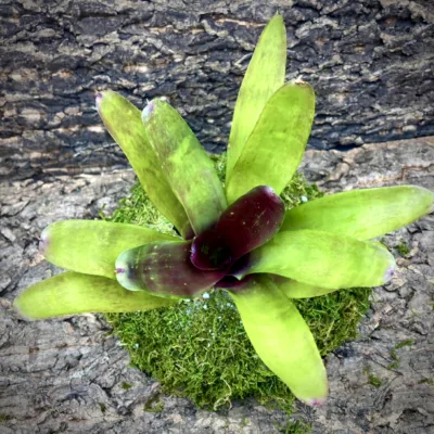 Medium Neoregelia Bromeliad - Gympie Fantasy top view