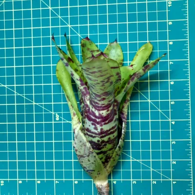 Medium Neoregelia Bromeliad - Lilliputiana x Super Aztec size