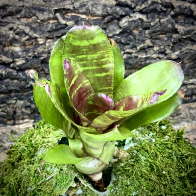 Medium Neoregelia Bromeliad - Mastrovita