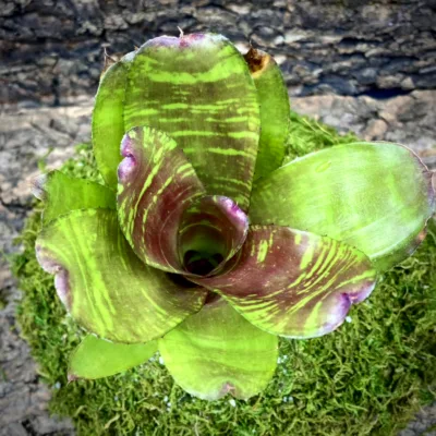 Medium Neoregelia Bromeliad - Mastrovita top view