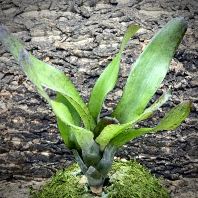 Medium Neoregelia Bromeliad - Mini Mandela