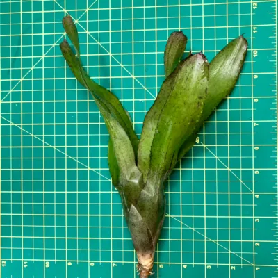 Medium Neoregelia Bromeliad - Mini Mandela size