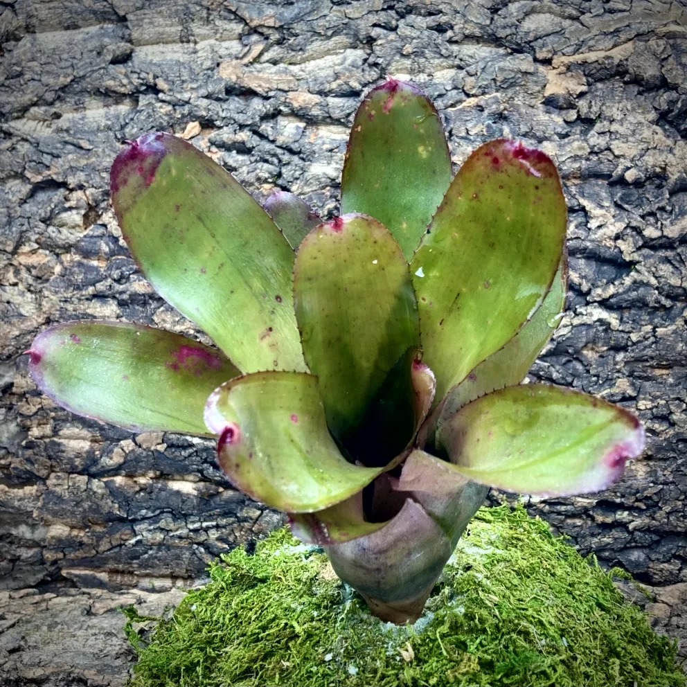 Neoregelia Bromeliad - Olens X Galaxy