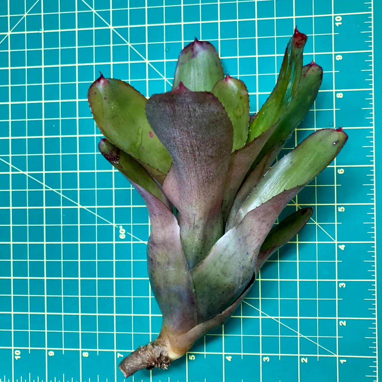 Medium Neoregelia Bromeliad - Olens X Galaxy size