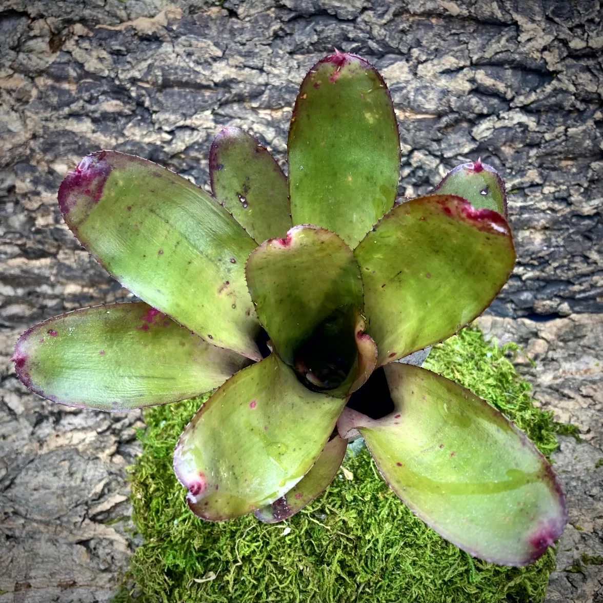 Medium Neoregelia Bromeliad - Olens X Galaxy top view