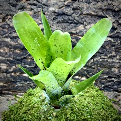 Medium Neoregelia Bromeliad – Paciflora (Lg)eoregelia Bromeliad Pauciflora (lg)