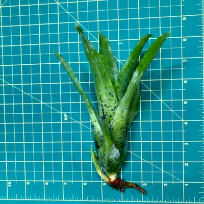 Medium Neoregelia Bromeliad Pauciflora (lg) size