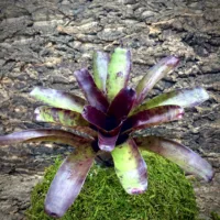 Medium Neoregelia Bromeliad - Pesadila
