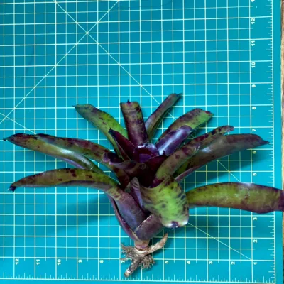 Medium Neoregelia Bromeliad - Pesadila size