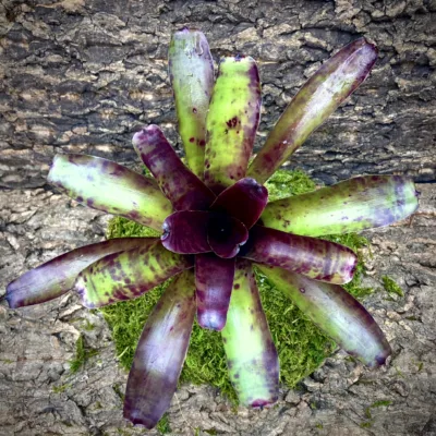 Medium Neoregelia Bromeliad - Pesadila top view