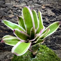 Medium Neoregelia Bromeliad - Pitit Four