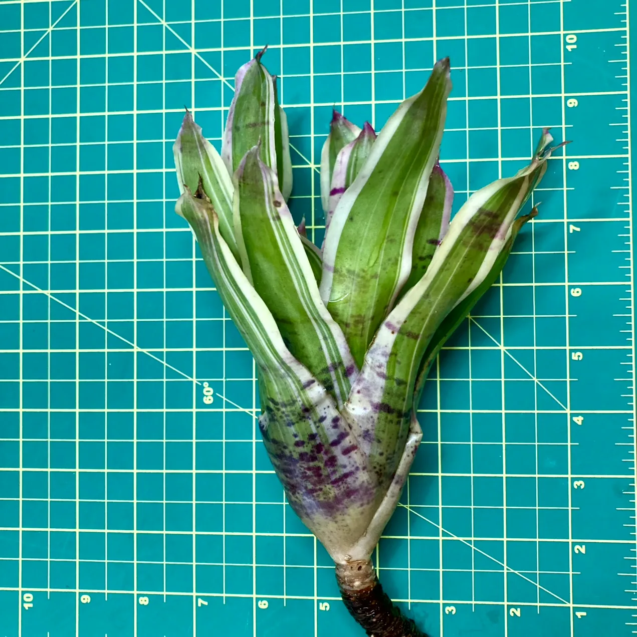 Medium Neoregelia Bromeliad - Pitit Four size