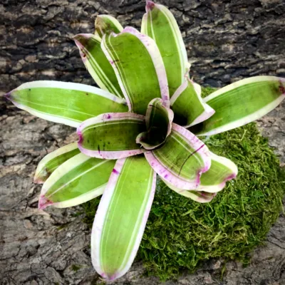 Medium Neoregelia Bromeliad - Pitit Four top view