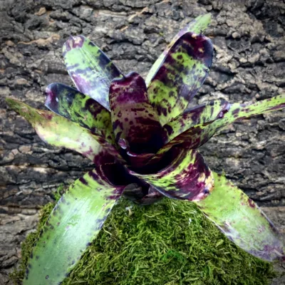 Neoregelia Bromeliad – Plum Tart