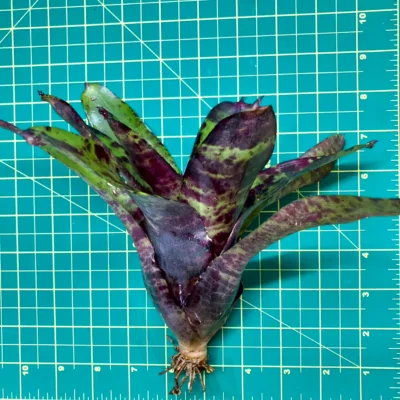 Medium Neoregelia Bromeliad - Plum Tart size