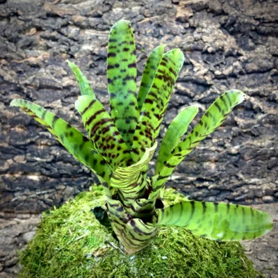 Medium Neoregelia Bromeliad - Punctatissima Hybrid (No variegation )
