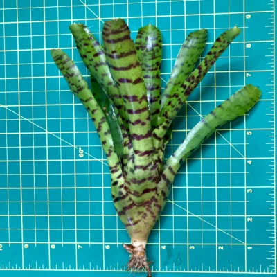 Medium Neoregelia Bromeliad - Punctatissima Hybrid (No Variegation) size