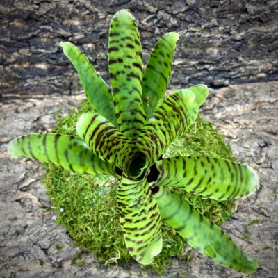 Medium Neoregelia Bromeliad - Punctatissima Hybrid (No Variegation) top view