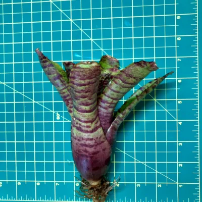 Medium Neoregelia Bromeliad - Punctatissima x Tigrina size