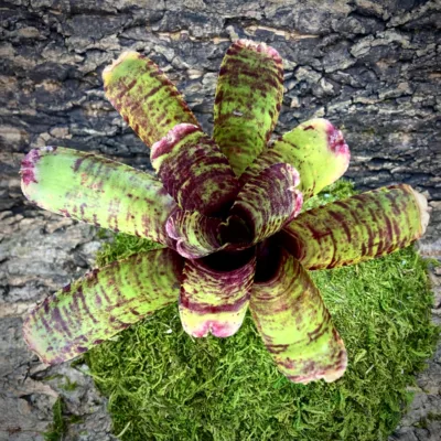 Medium Neoregelia Bromeliad - Punctatissima x Tigrina top view