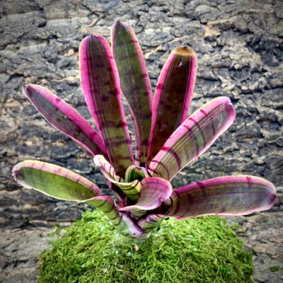 Medium Neoregelia Bromeliad - Red Bull