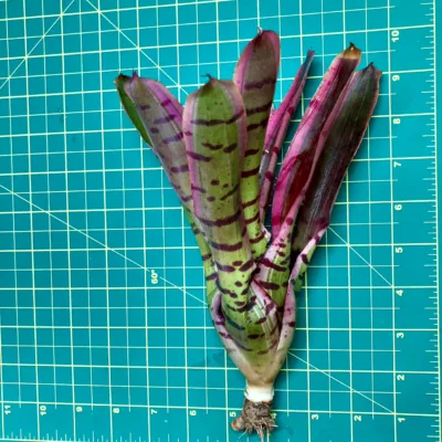 Medium Neoregelia Bromeliad - Red Bull size