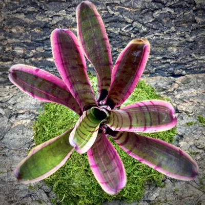 Medium Neoregelia Bromeliad - Red Bull top view