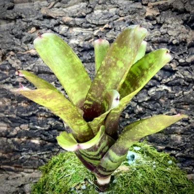 Medium Neoregelia Bromeliad - Running Red River x Flirtation