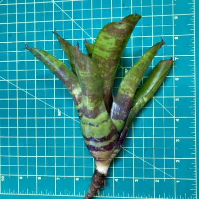 Medium Neoregelia Bromeliad - Running Red River x Flirtation size