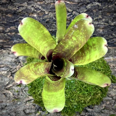 Medium Neoregelia Bromeliad - Running Red River x Flirtation top view