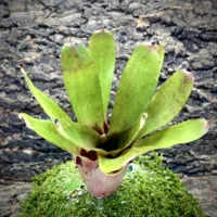 Neoregelia Bromeliad - Strawberry Cup