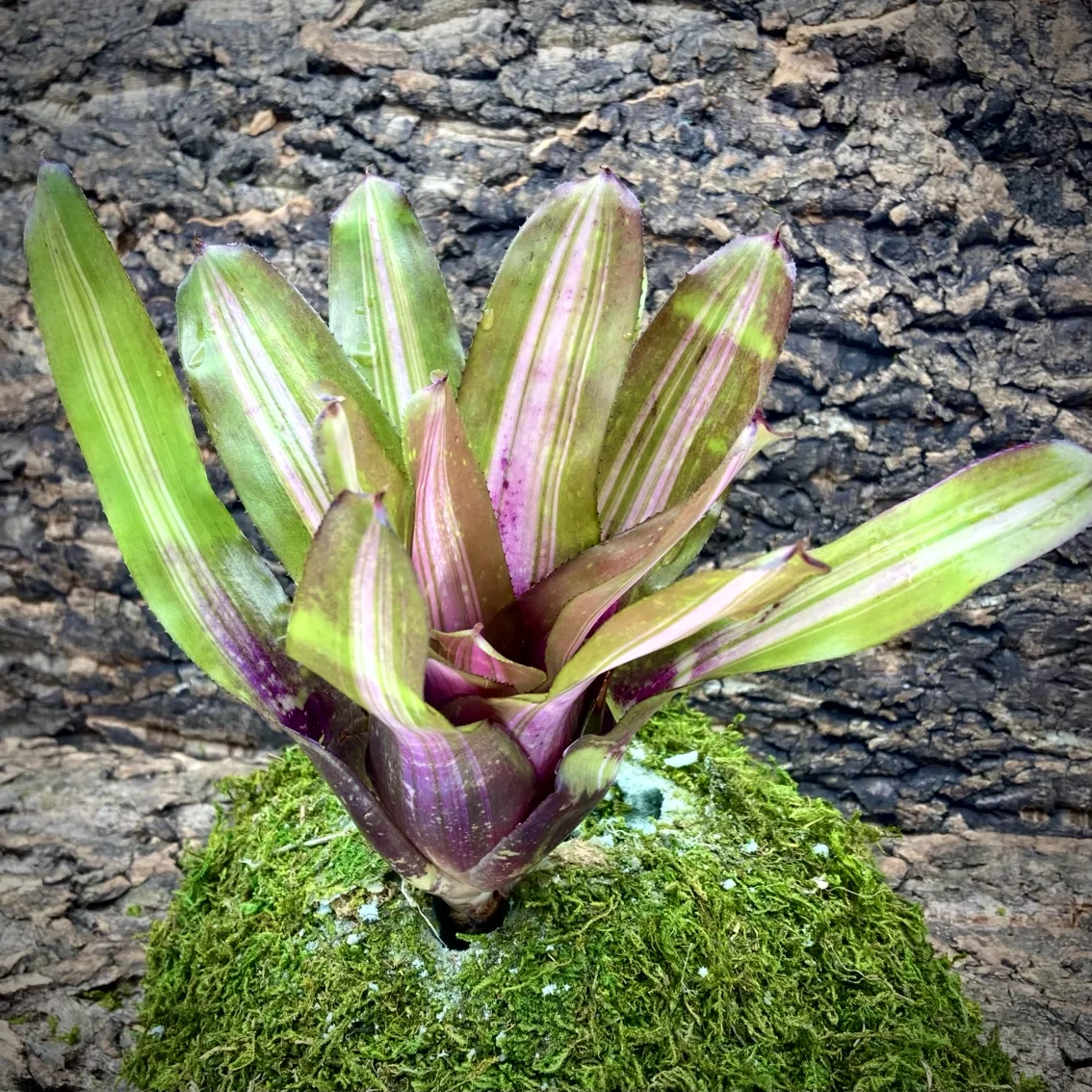 Medium Neoregelia Bromeliad - Wall Flower