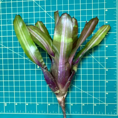 Medium Neoregelia Bromeliad - Wall Flower size