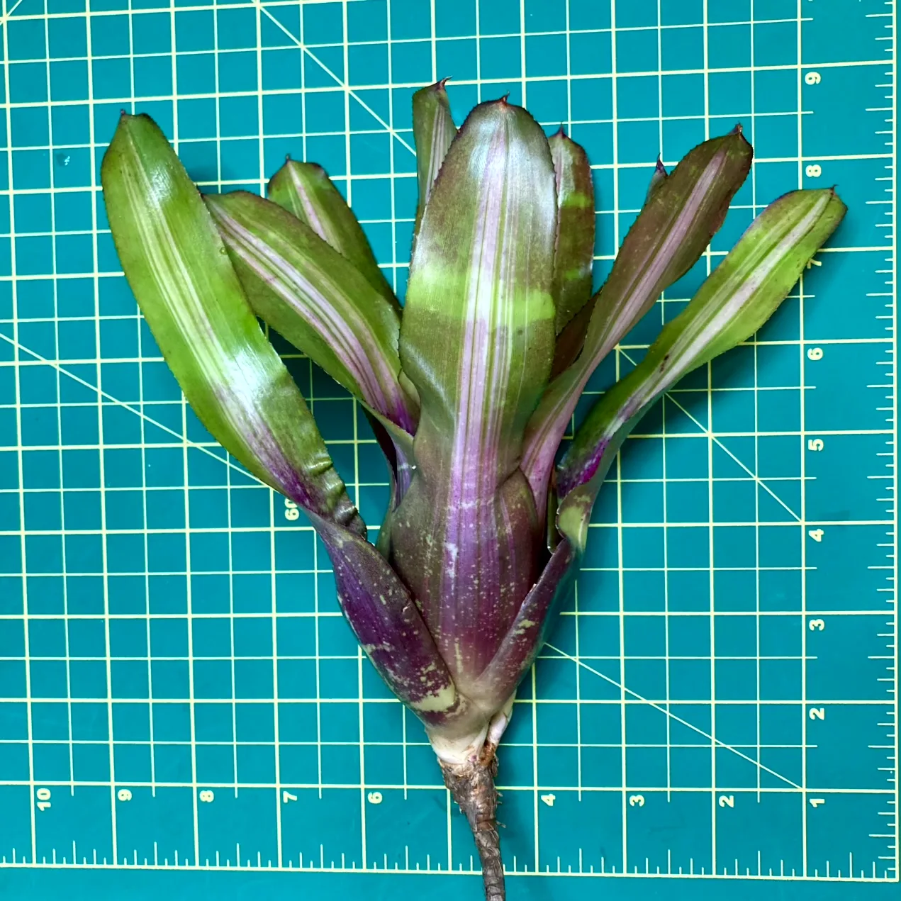 Medium Neoregelia Bromeliad - Wall Flower size