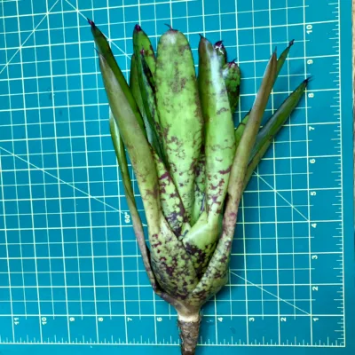 Medium Neoregelia Bromeliad - Winnie The Pooh x Wine And Gold size