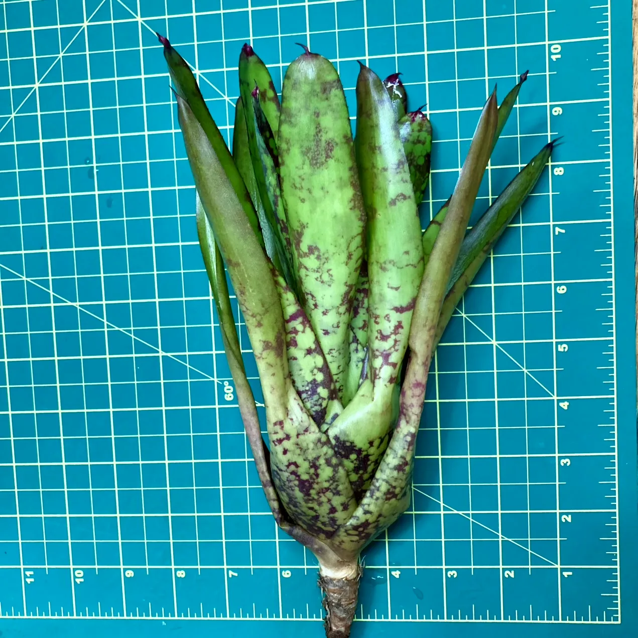 Medium Neoregelia Bromeliad - Winnie The Pooh x Wine And Gold size