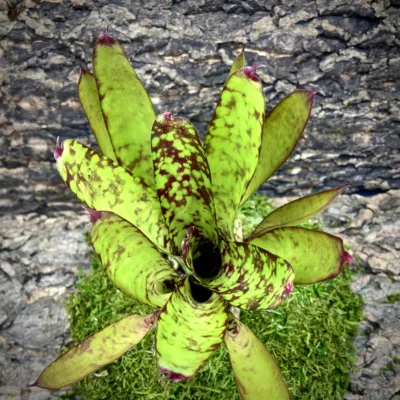 Medium Neoregelia Bromeliad - Winnie The Pooh x Wine And Gold top view