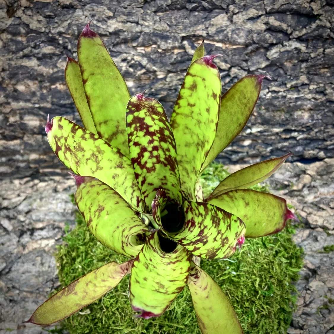 Medium Neoregelia Bromeliad - Winnie The Pooh x Wine And Gold top view