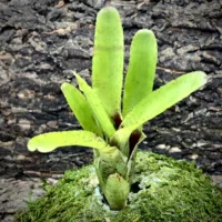 Mini Neoregelia Bromeliad - Ampullacea