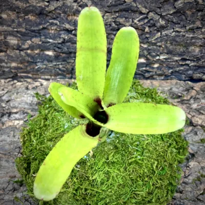 Mini Neoregelia Bromeliad Ampullacea top view