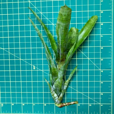 Mini Neoregelia Bromeliad Pauciflora (lg) size