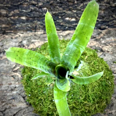 Mini Neoregelia Bromeliad Pauciflora (lg) top view