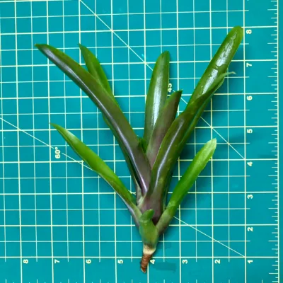 Mini Neoregelia Bromeliad Pauciflora x Grenada (f2) size
