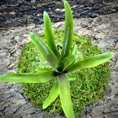 Mini Neoregelia Bromeliad Pauciflora x Grenada (f2) top view