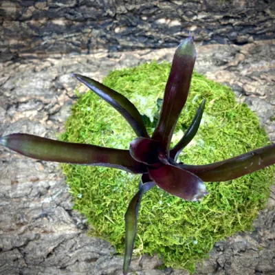 Mini Neoregelia Bromeliad Superball x Pauciflora top view