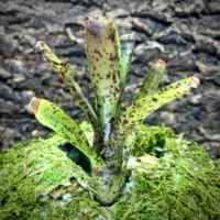 Nano Neoregelia Bromeliad - Ampullacea x Pauciflora