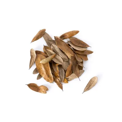 Galapagos Live Oak Leaf Litter