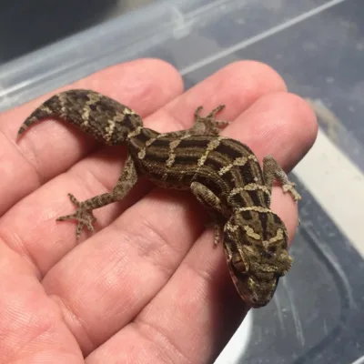 Viper Gecko Hemidactylus imbricatus